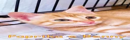 Europeo gatti in regalo: PAPRIKA E BENNY GATTINI DOLCISSIMI  - Annuncio 1