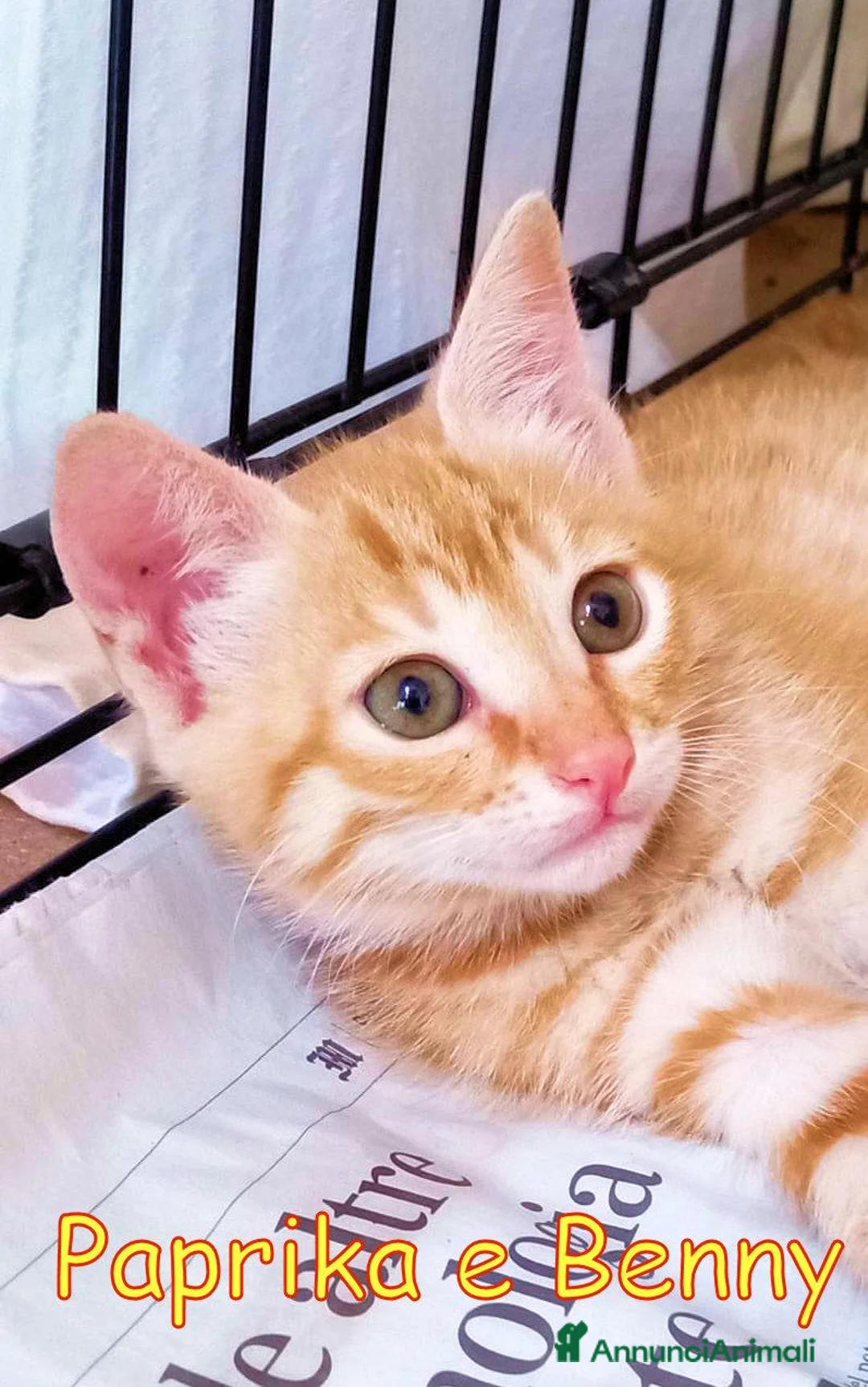 Europeo gatti in regalo: PAPRIKA E BENNY GATTINI DOLCISSIMI  - Annuncio 1
