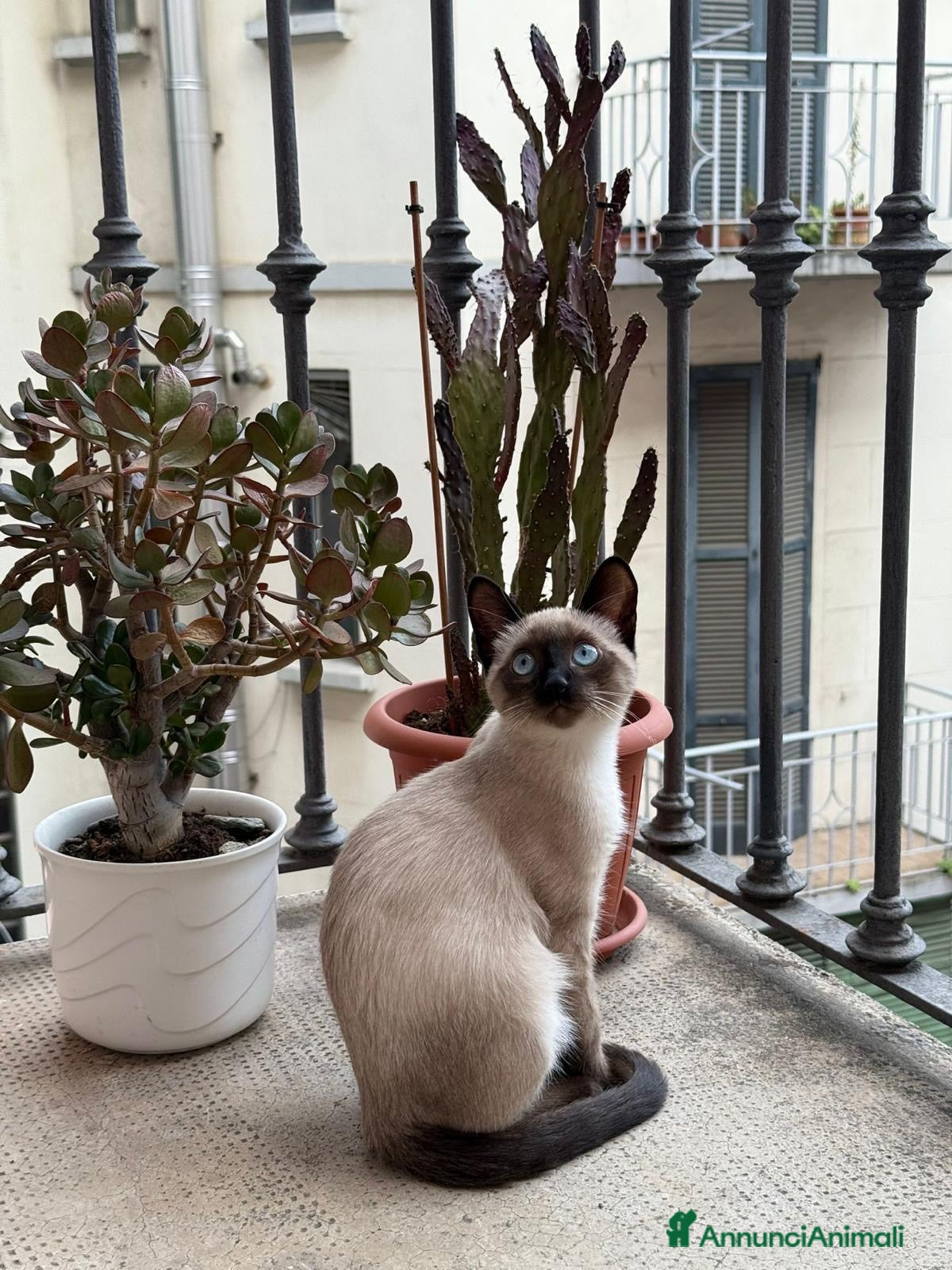 Siamese gatti Gattini Siamese Thai / Neva Masquarada - Annuncio 4