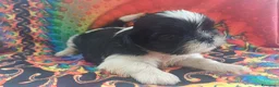 Shih Tzu cani in vendita: Cuccioli shih-tzu shitzu shihtzu con pedigree  - Annuncio 10