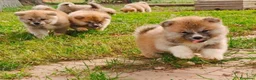 Akita Inu cani in vendita: AKITA CUCCIOLI - Allevamneto ENCI - Annuncio 11