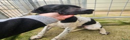 Pointer cani in regalo: Valentino: pointerino dolcissimo con tutti  - Annuncio 7