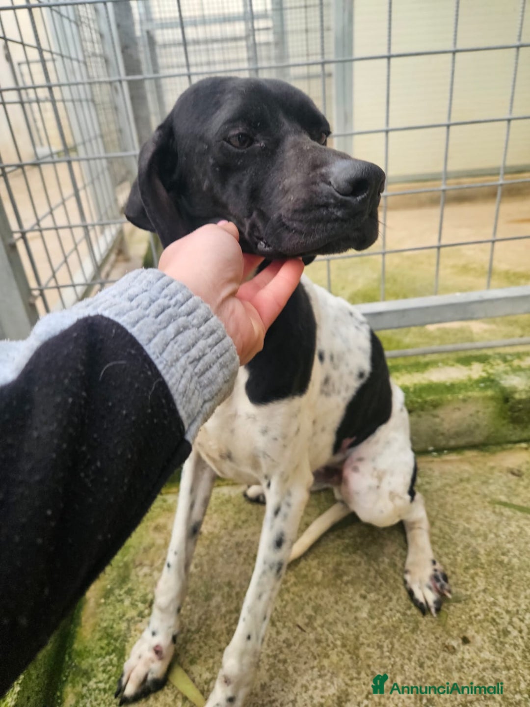 Pointer cani in regalo: Valentino: pointerino dolcissimo con tutti  - Annuncio 7