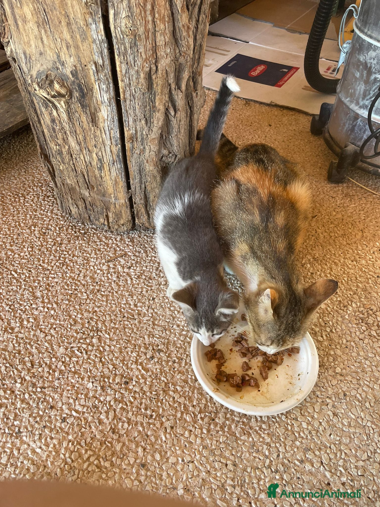 Europeo gatti Gattina europea in regalo - Annuncio 1