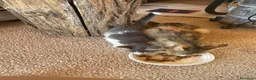 Europeo gatti in regalo: Gattina europea in regalo - Annuncio 1
