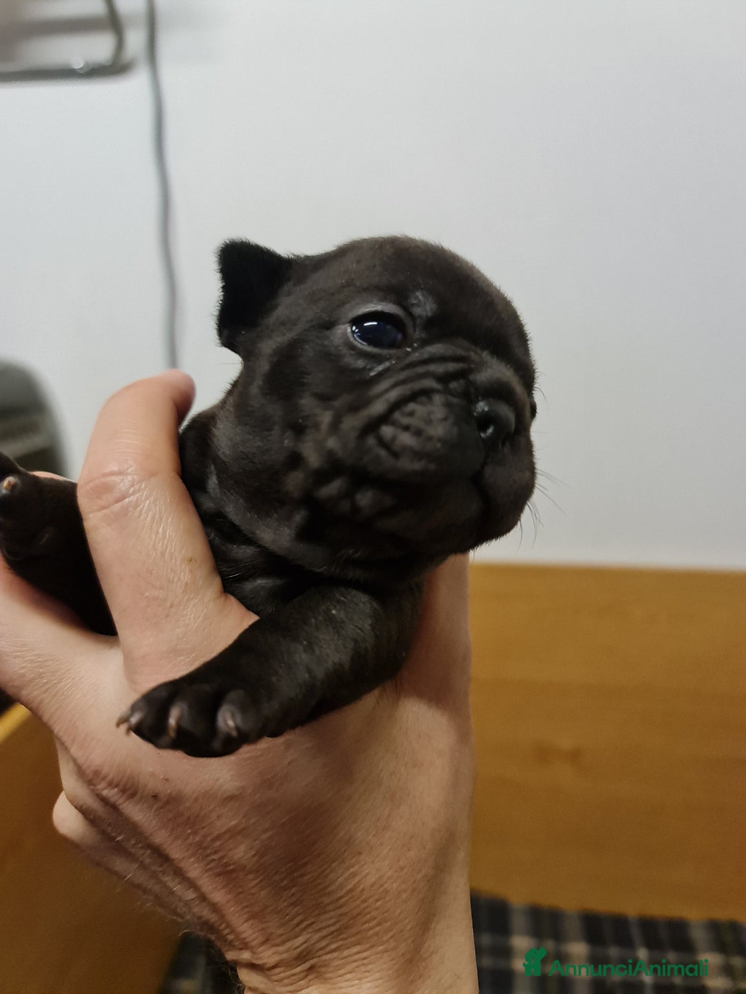 Bulldog Francese cani in vendita: BULLDOG FRANCESI CUCCIOLI allevati personalmente - Annuncio 3