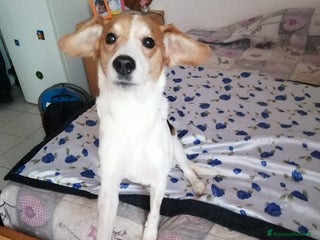 Meticcio cani 8anni kg14 la padrona entra in una RSA! MILANO SOS a Città Metropolitana di Milano - Annuncio 21