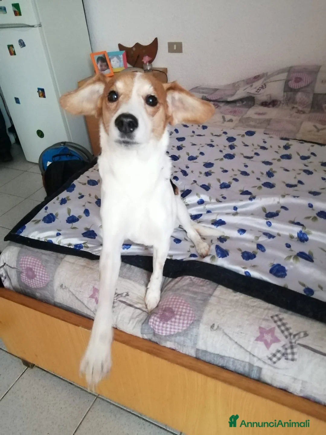 Meticcio cani in regalo: 8anni kg14 la padrona entra in una RSA! MILANO SOS a Città Metropolitana di Milano - Annuncio 1
