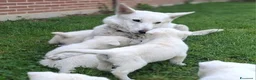 Pastore Svizzero cani in vendita: Cucciolo pastore svizzero a Provincia di Cuneo - Annuncio 4