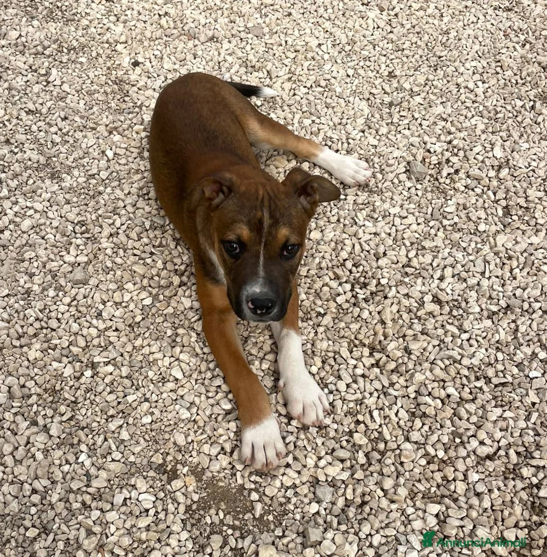 Meticcio cani in regalo: IL BELLISSIMO CHOCO a Città metropolitana di Roma Capitale - Annuncio 2