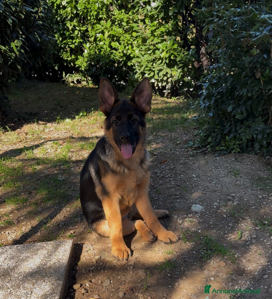 Pastore Tedesco cani in vendita: Cucciola di pastore tedesco  - Annuncio 2