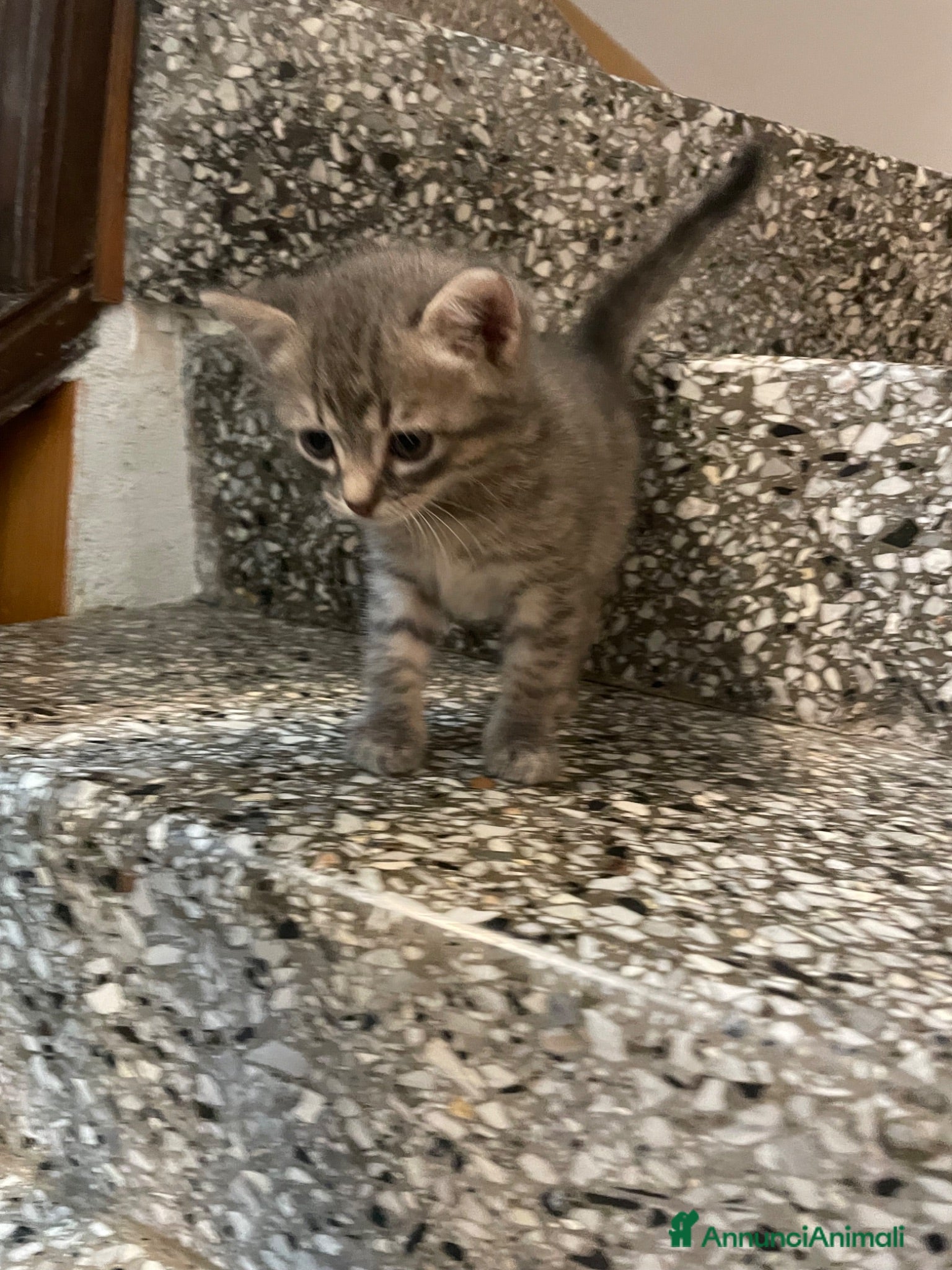 Meticcio gatti Gattino grigio  - Annuncio 16