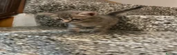 Meticcio gatti in vendita: Gattino grigio  - Annuncio 1