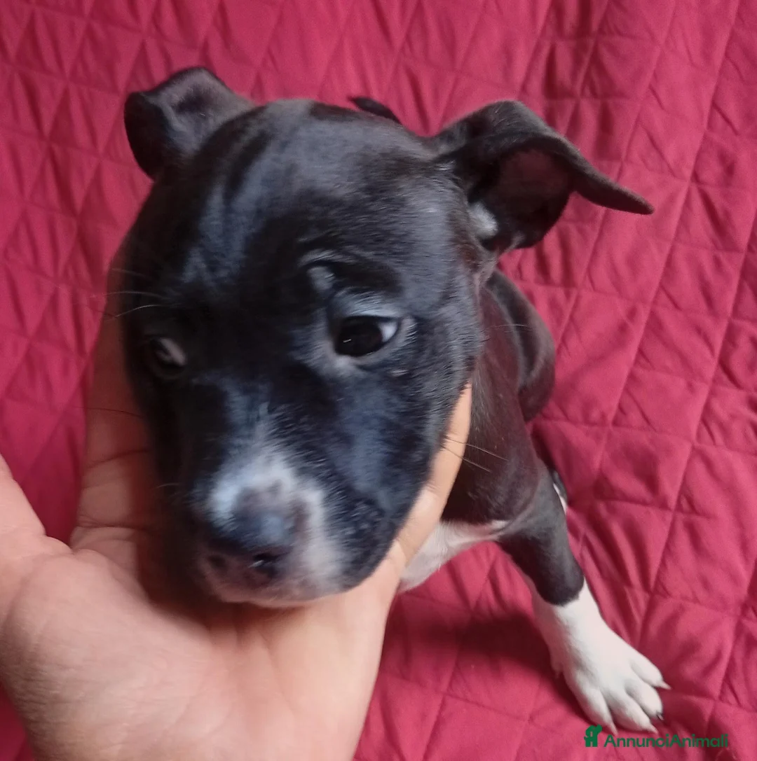 Pitbull cani in vendita: Cucciola American Pitbull terrier  - Annuncio 6