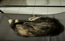 Altre razze gatti in regalo: Gattino dolcissimo trova casa - Immagine 6