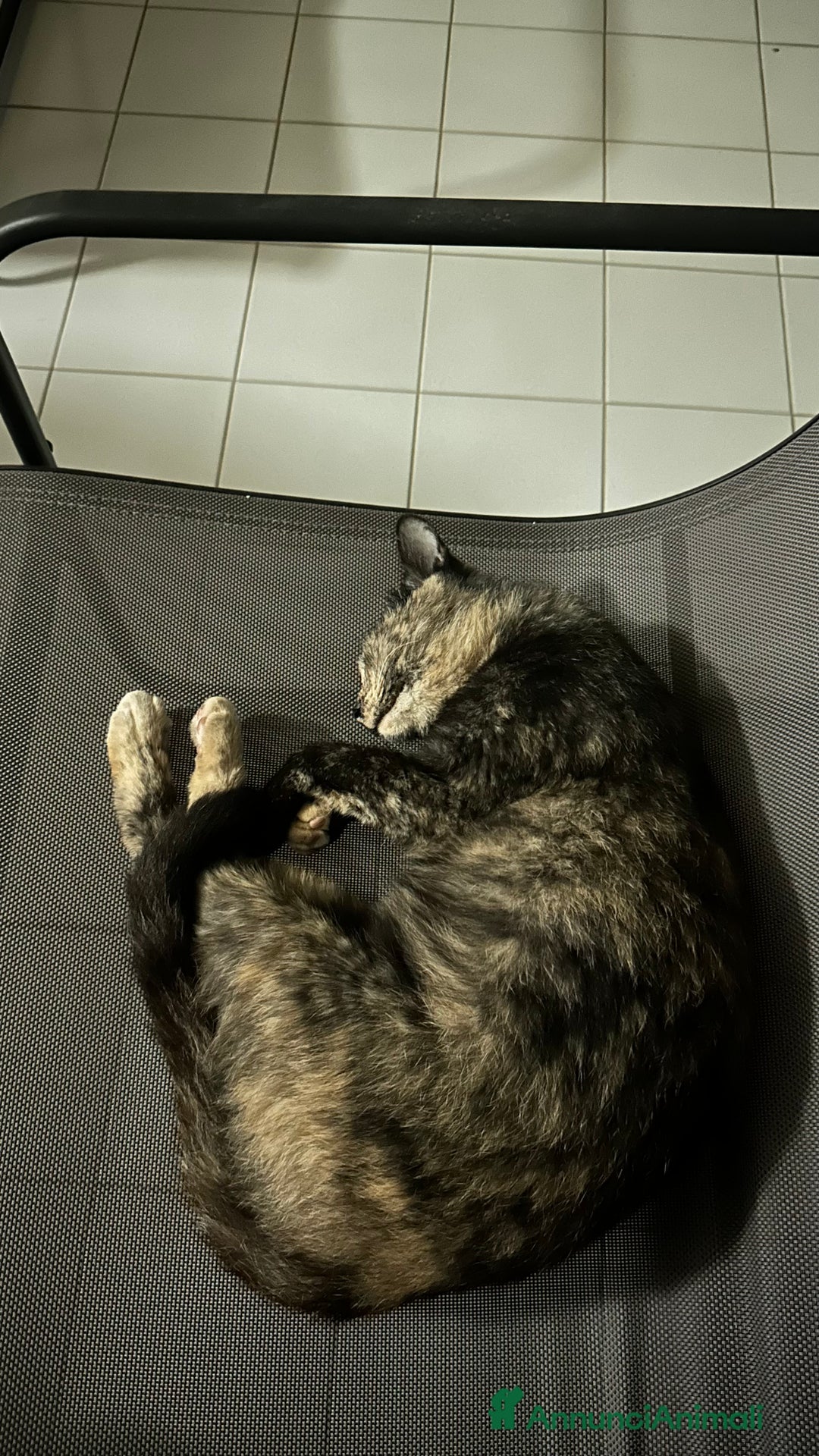 Altre razze gatti in regalo: Gattino dolcissimo trova casa - Immagine 6