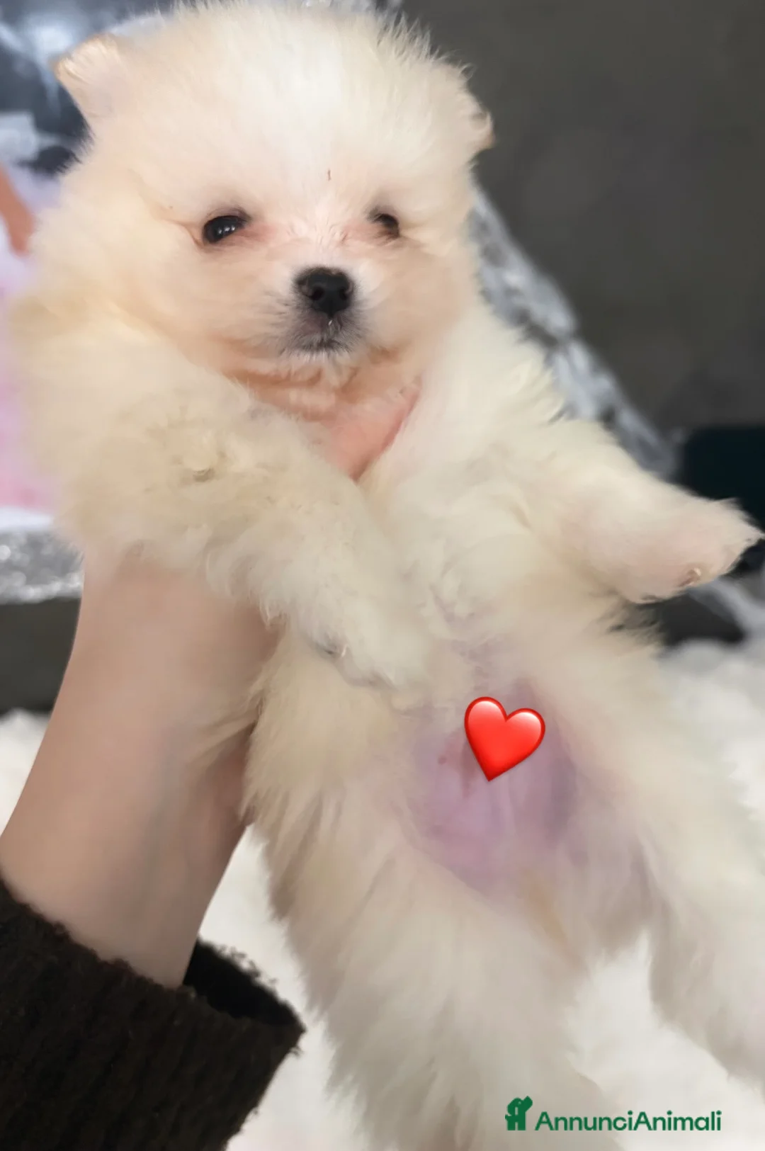 Volpino Pomerania cani in vendita: Cucciolo di Pomerania maschio - Annuncio 2