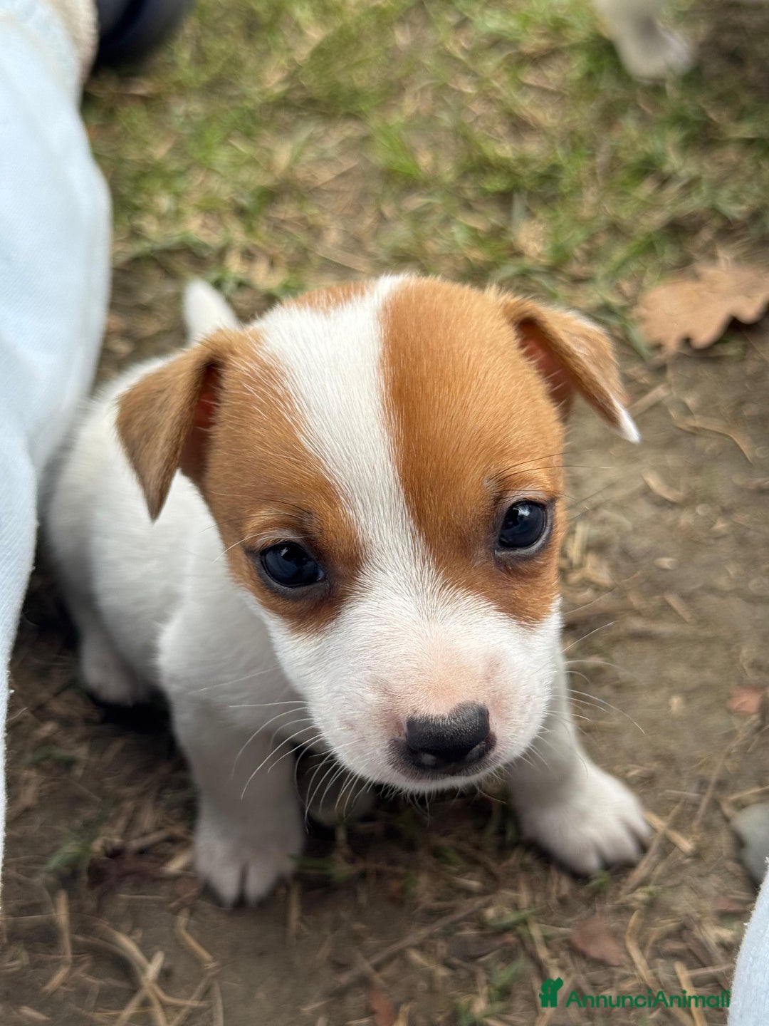 Jack Russell cani in vendita: Cuccioli di jack russell terrier  - Annuncio 12