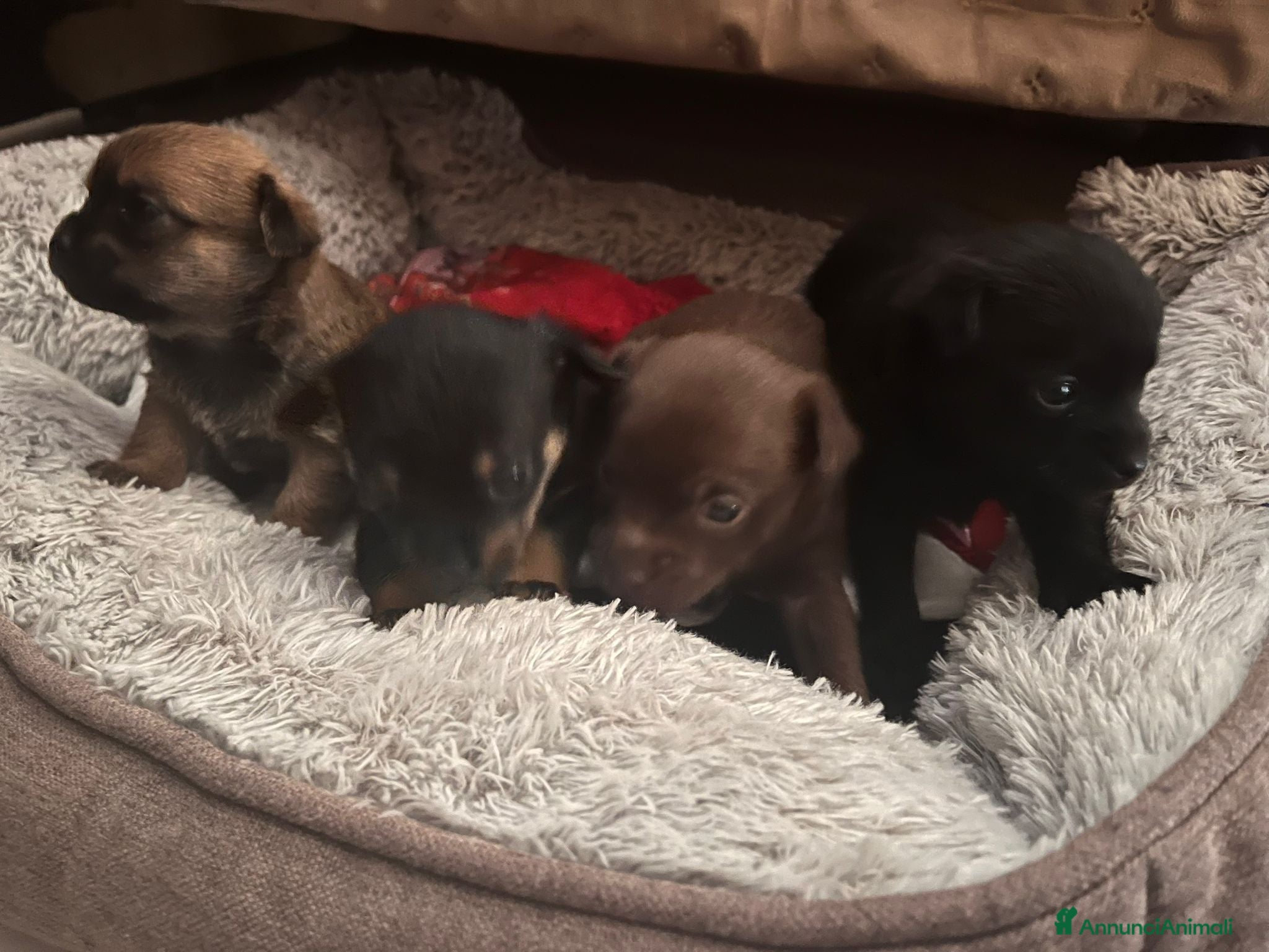 Meticcio cani Cuccioli meticci taglia piccola  - Annuncio 1