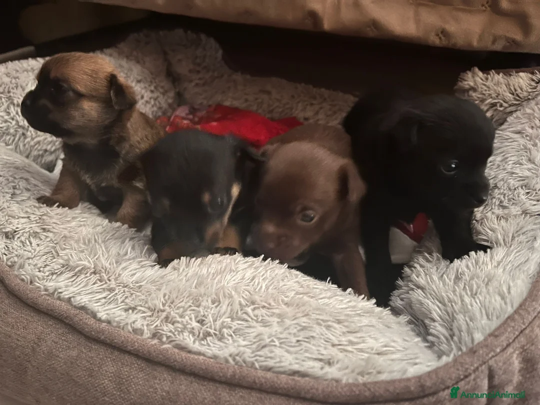 Meticcio cani in vendita: Cuccioli meticci taglia piccola  - Annuncio 1