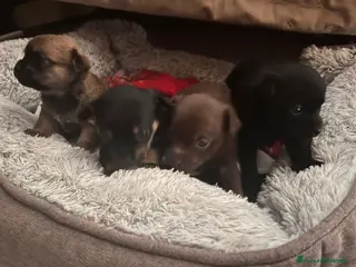 Meticcio cani Cuccioli meticci taglia piccola - Annuncio 1