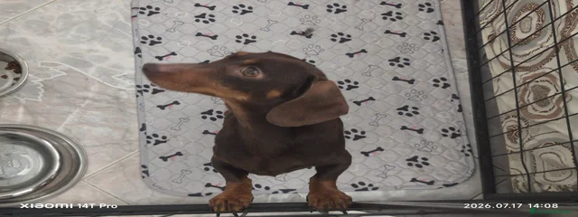 Sissi 