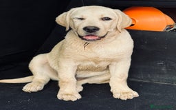 Labrador cani in vendita: Cucciolo Labrador  Giallo Disponibile da subito  a Provincia di Lucca - Immagine 7
