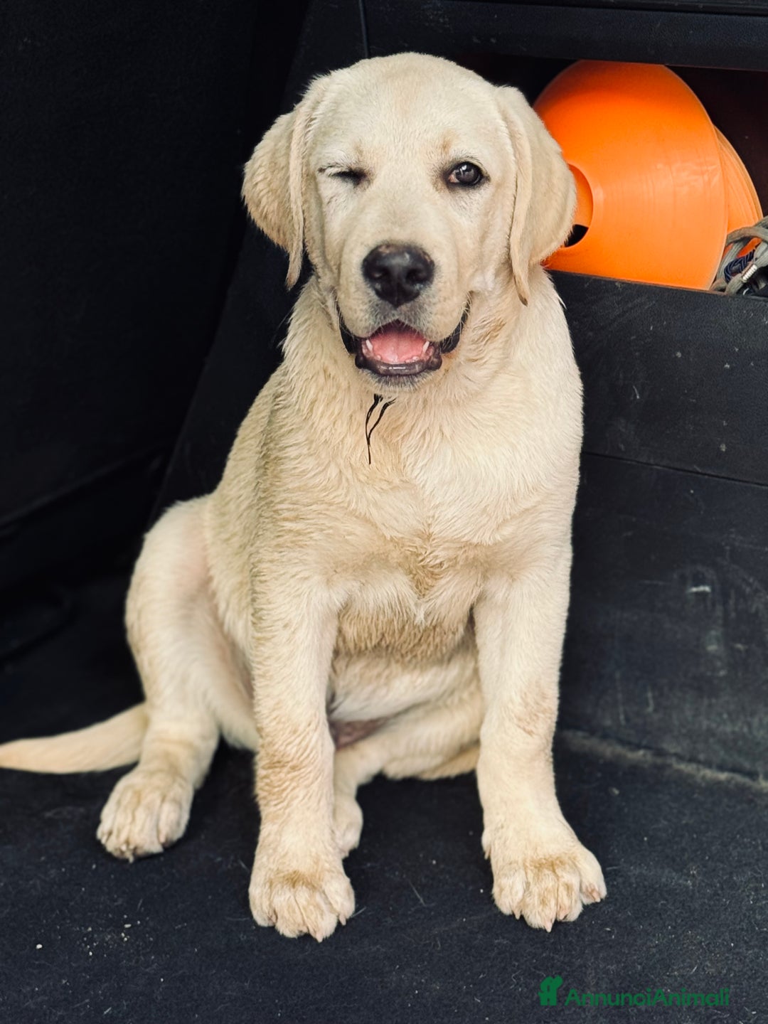 Labrador cani in vendita: Cucciolo Labrador  Giallo Disponibile da subito  a Provincia di Lucca - Immagine 7