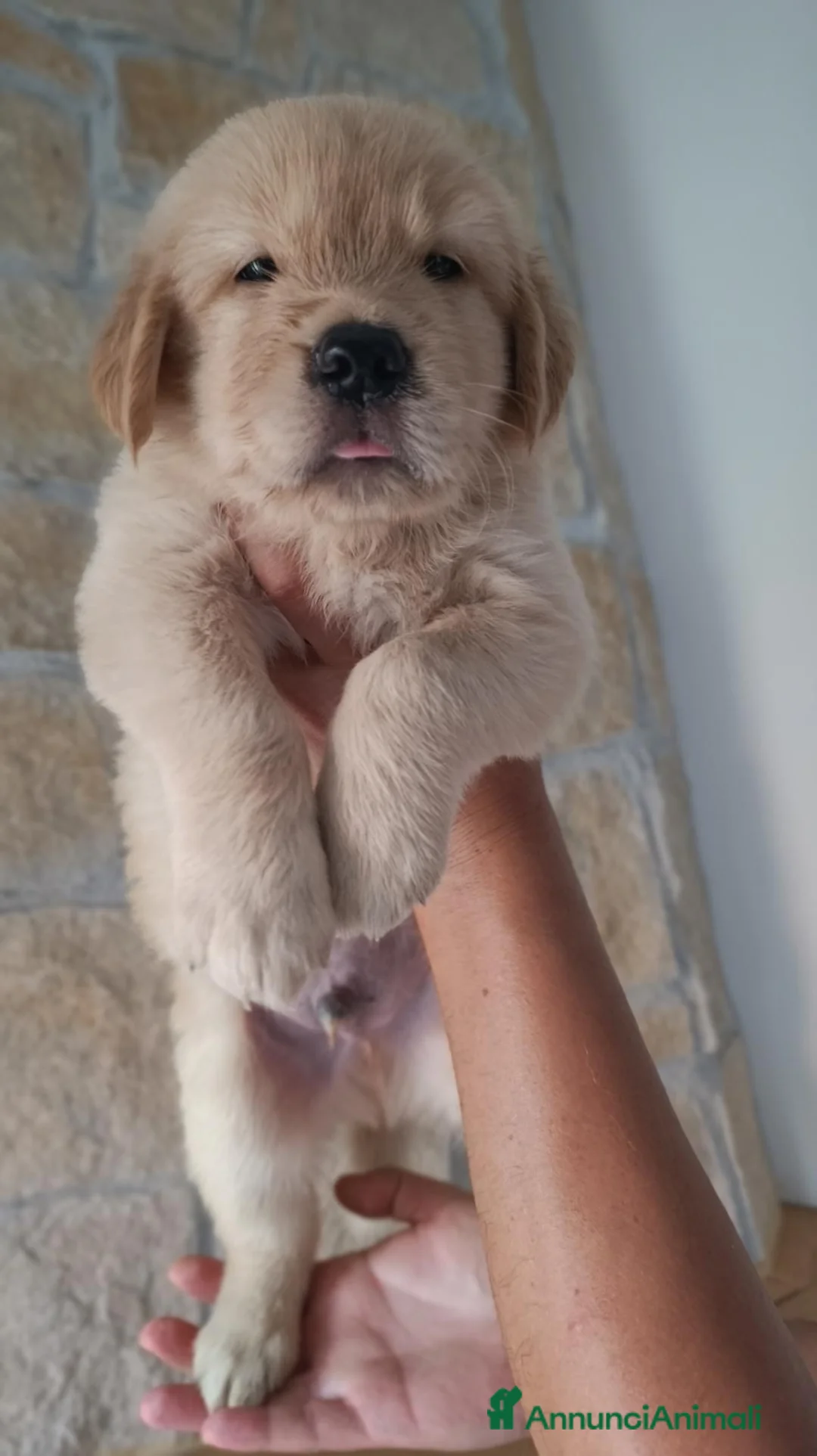Golden Retriever cani in vendita: Cuccioli Golden retriever americani pedigree ENCI  - Annuncio 2