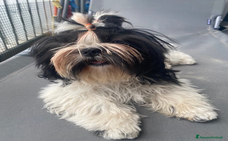 Shih Tzu cani a Provincia della Spezia - Annuncio 16