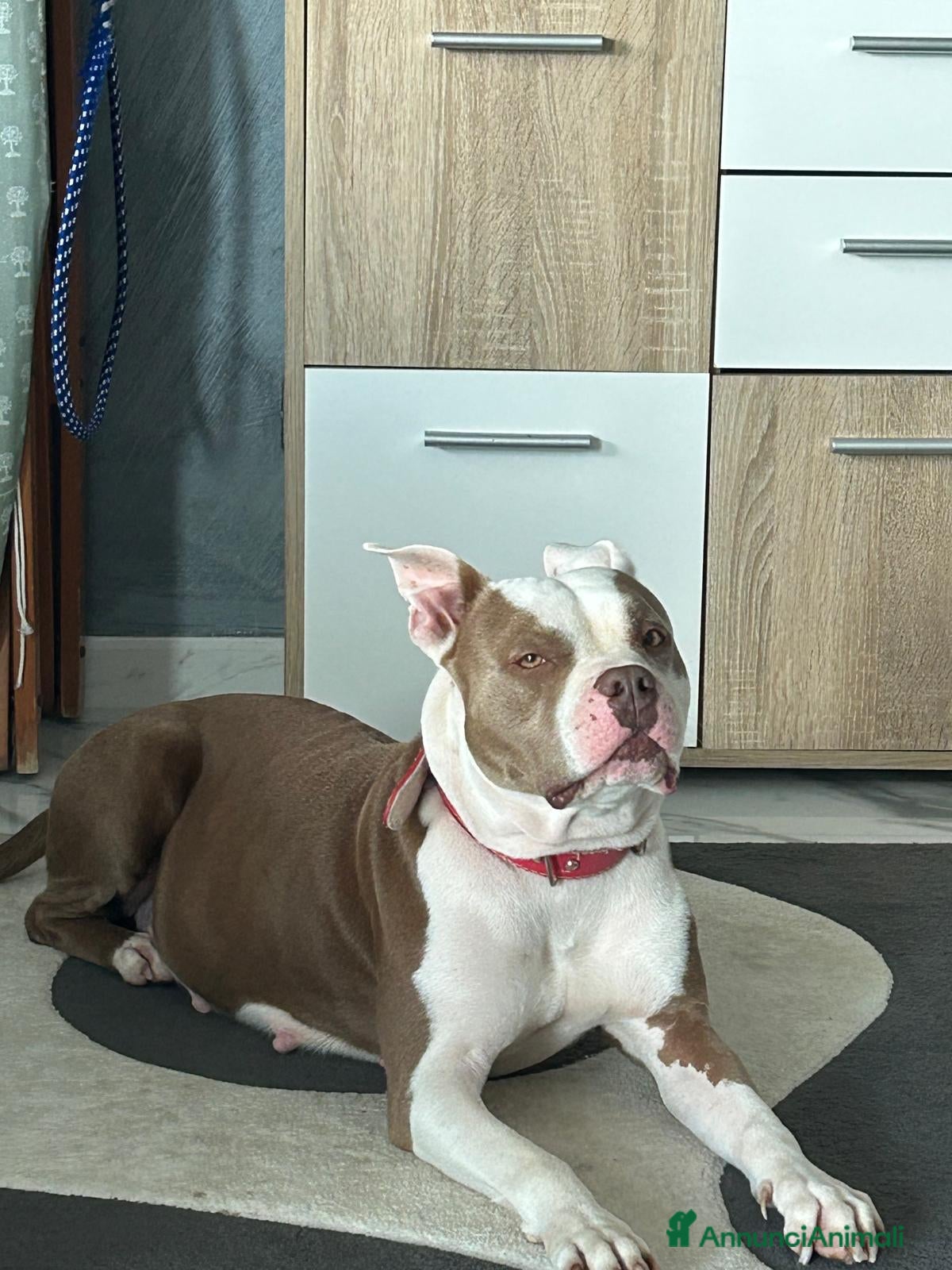 American Staffordshire cani Cuccioli disponibili - Alta genealogia - Annuncio 1