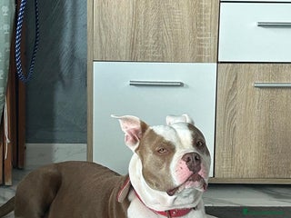 American Staffordshire cani Cuccioli disponibili - Alta genealogia - Annuncio 1