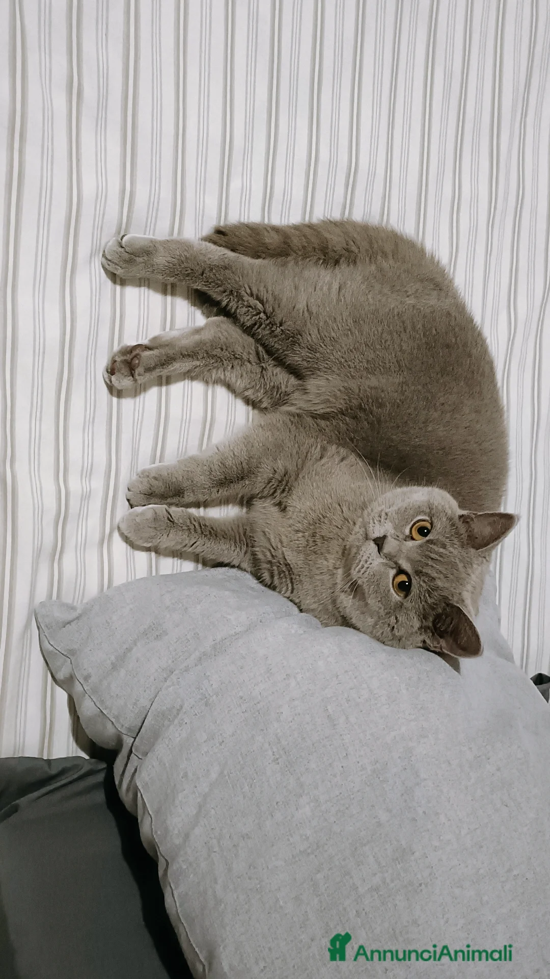 Scottish gatti per accoppiamento: Scottish  - Annuncio 2