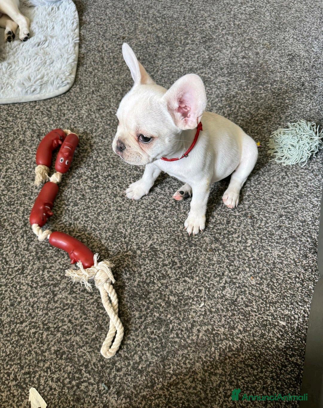 Bulldog Francese cani Cuccioli di Bulldog Francese Registrati KC a Città metropolitana di Milano - Annuncio 2