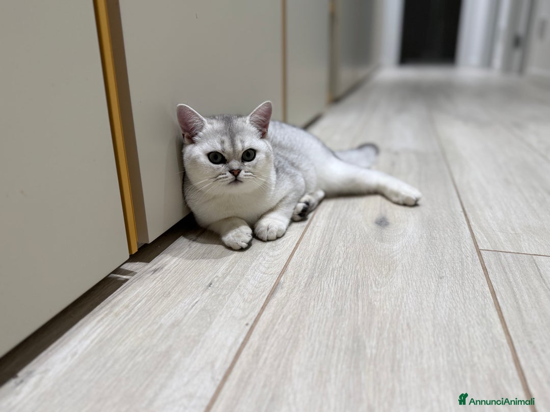 Scottish gatti in vendita: Scottish straight  - Annuncio 5