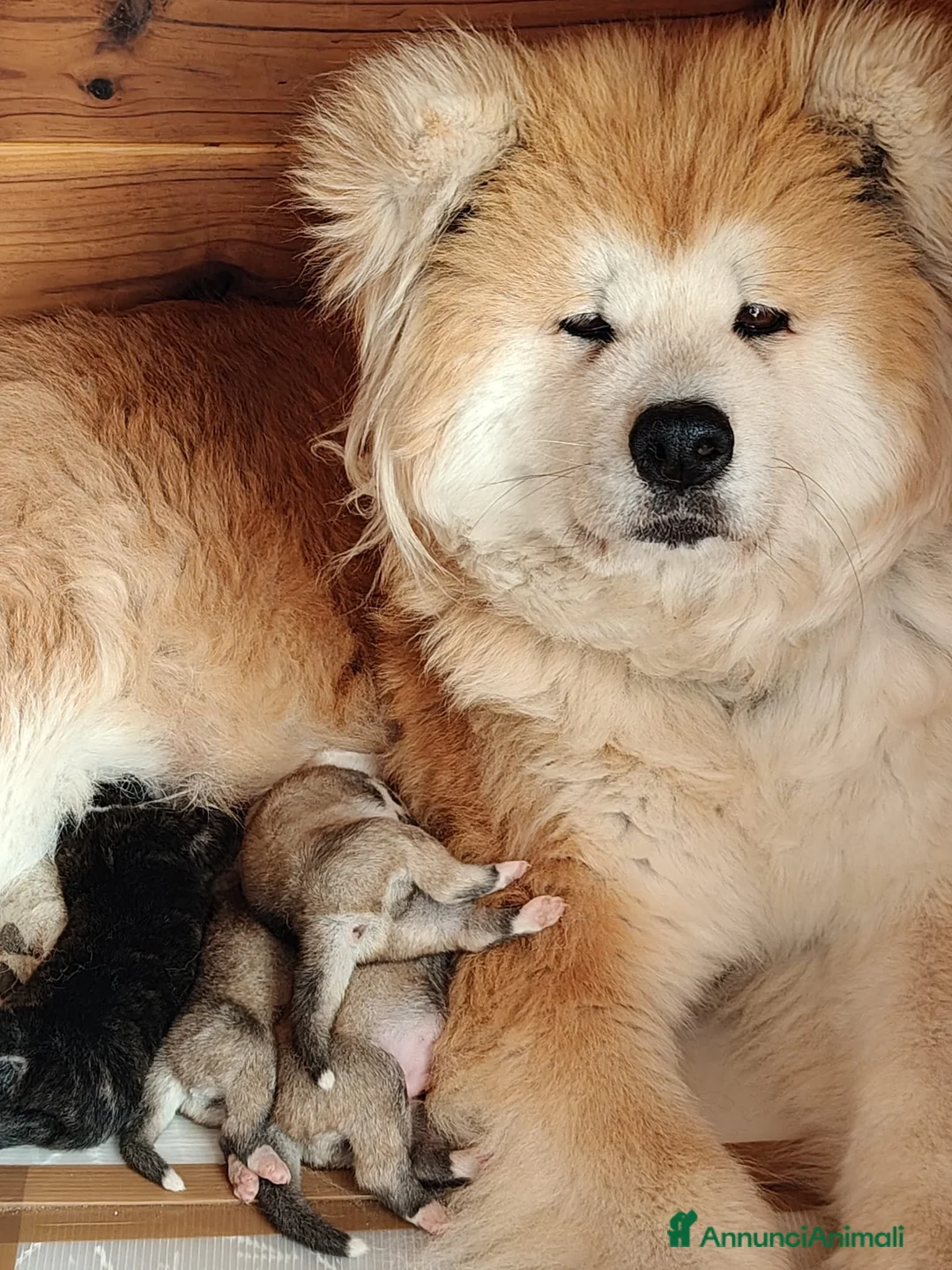 Akita Inu cani in vendita: Cuccioli Akita - Annuncio 1