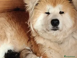 Akita Inu cani Cuccioli Akita - Annuncio 20
