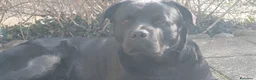 Meticcio cani in vendita: Shepweiler  a Provincia di Padova - Annuncio 5