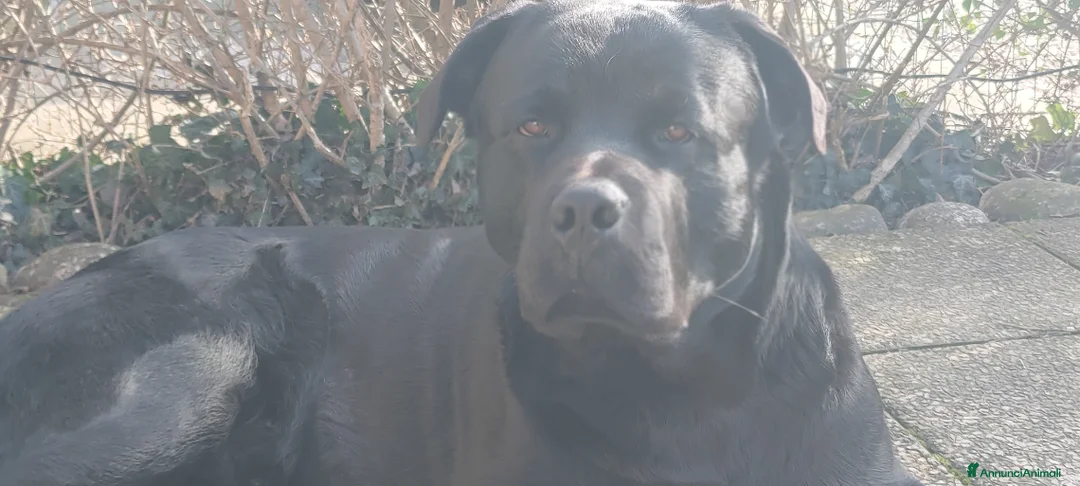 Meticcio cani in vendita: Shepweiler  a Provincia di Padova - Annuncio 5