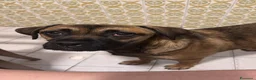 Meticcio cani in regalo: Wendy a Città metropolitana di Roma Capitale - Annuncio 10