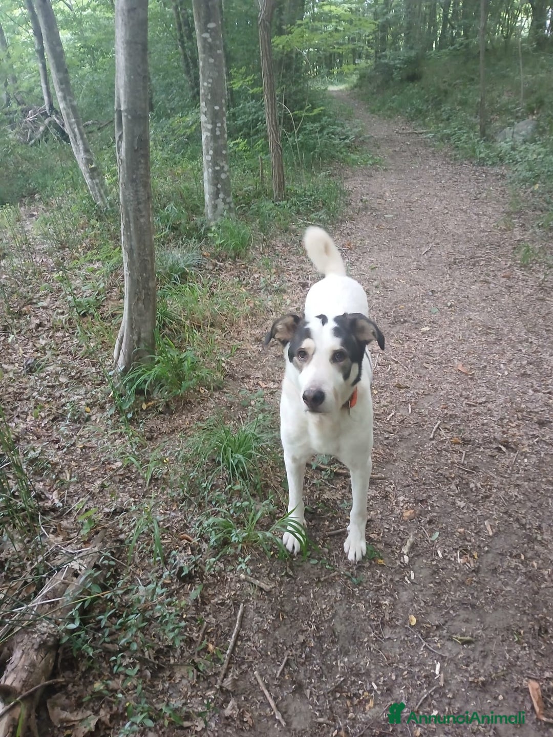 Meticcio cani in regalo: POLDO a Città Metropolitana di Genova - Annuncio 9