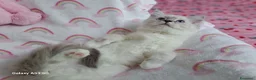 Ragdoll gatti in vendita: Allevamento amatoriale di Ragdoll WhiteAngels  a Provincia di Como - Annuncio 4