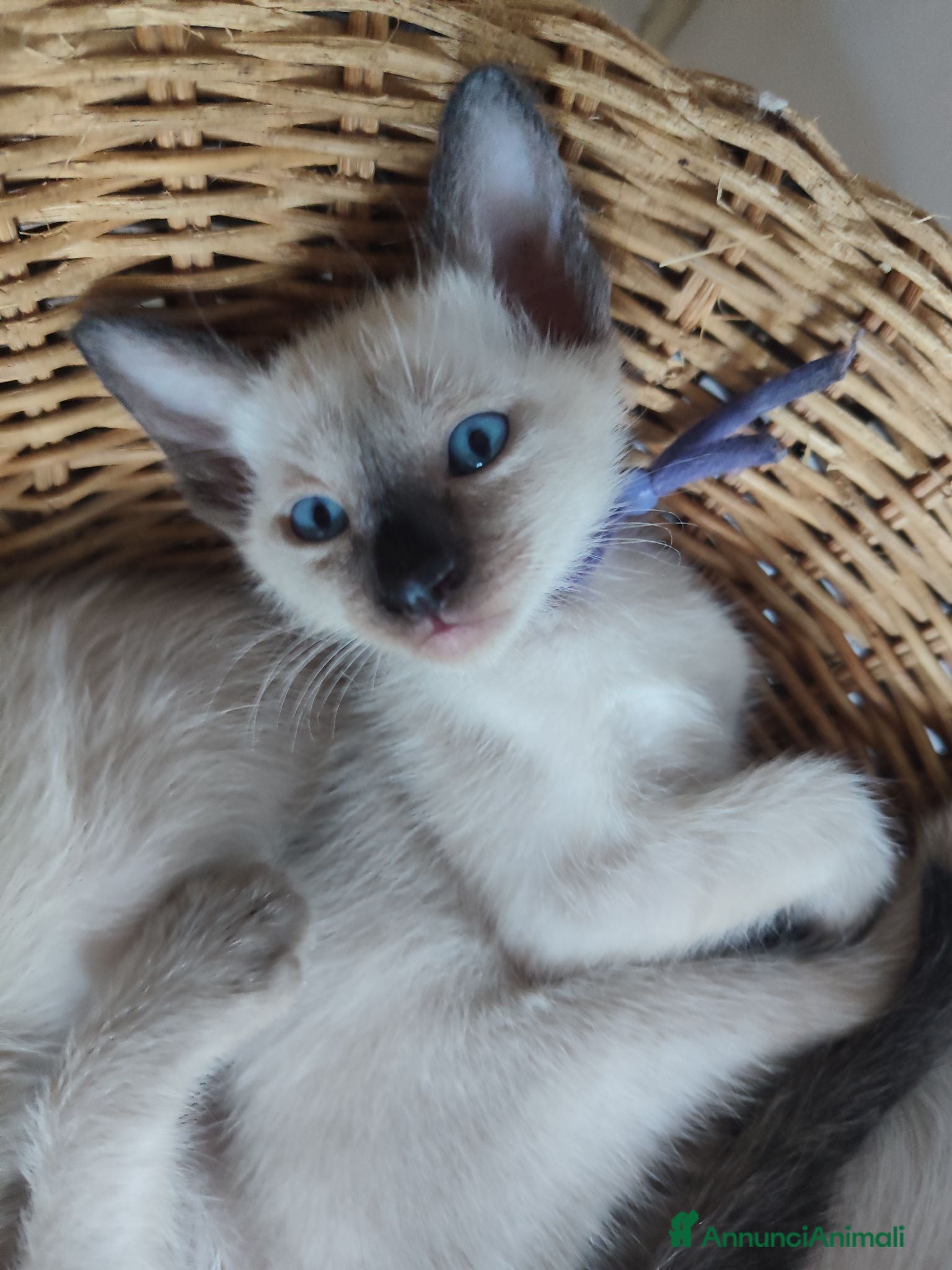 Thai gatti in vendita: Siamese tradizionale, Thai microchip e pedigree  - Annuncio 1