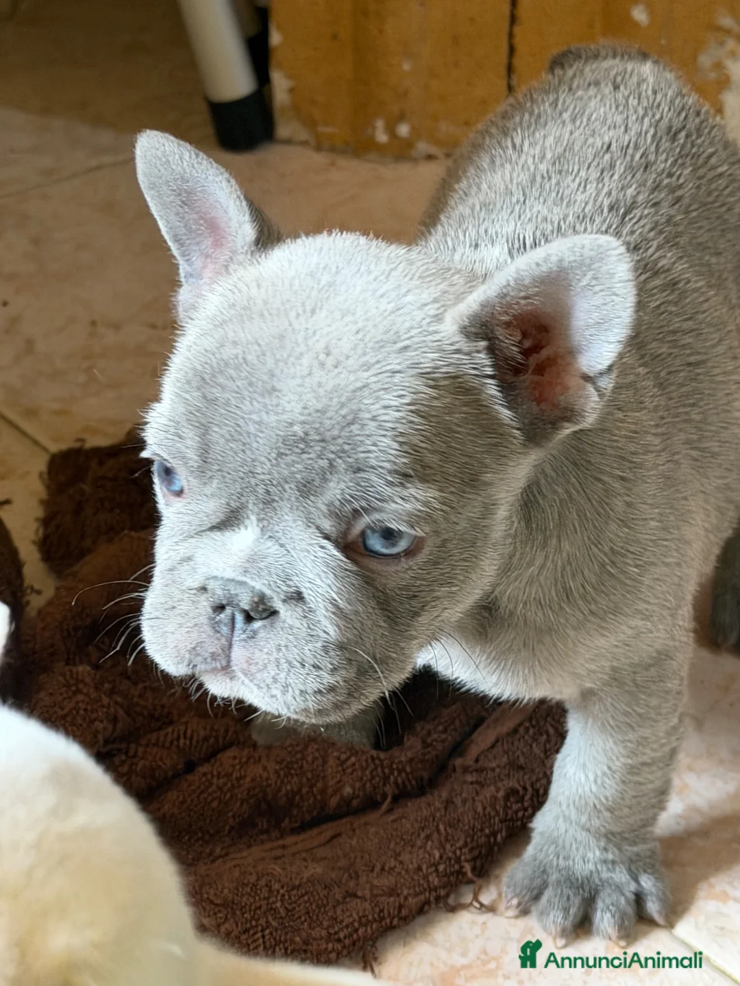 Bulldog Francese cani in vendita: Bulldog esotiche - Annuncio 2