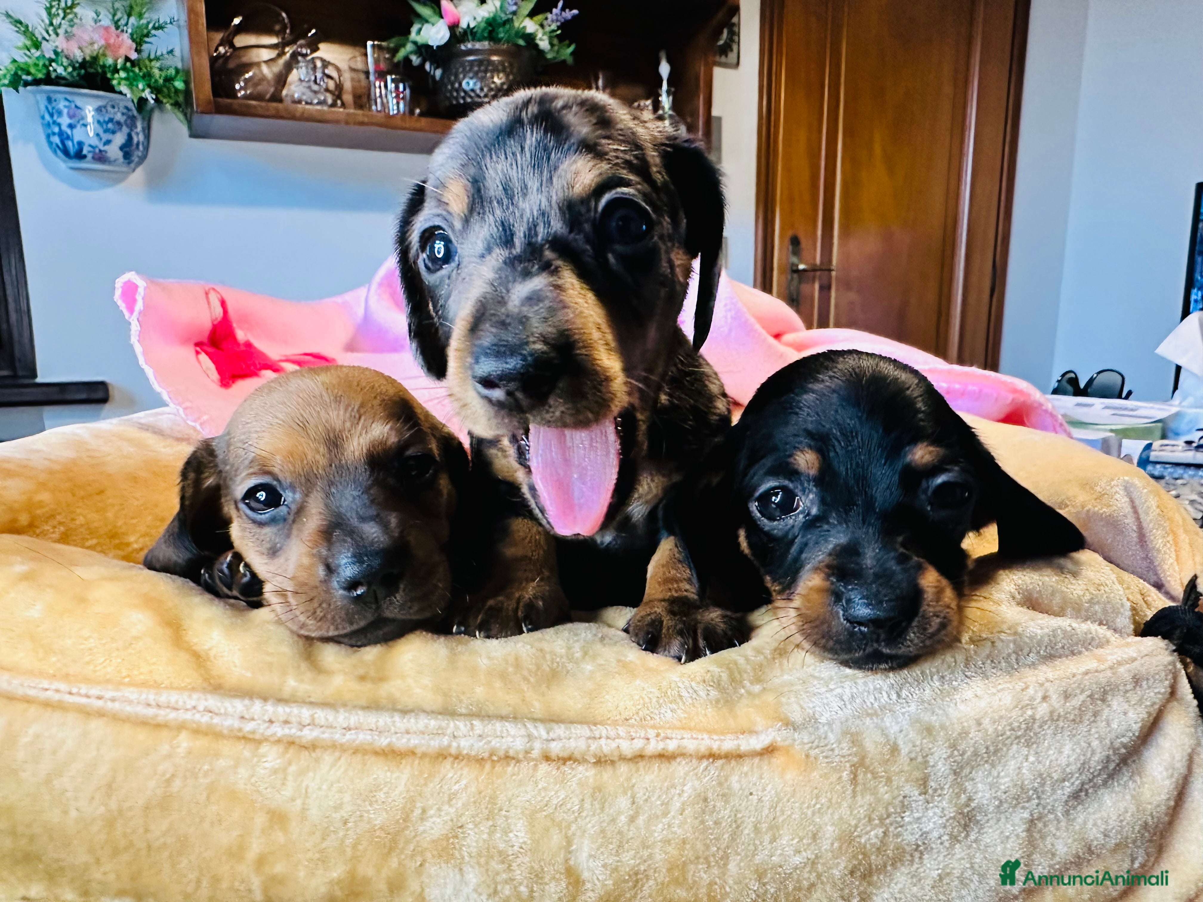 Bassotto cani Bassotto Tedesco kaninchen/nano pedigree Enci - Annuncio 1