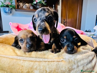 Bassotto cani Bassotto Tedesco kaninchen/nano pedigree Enci - Annuncio 1