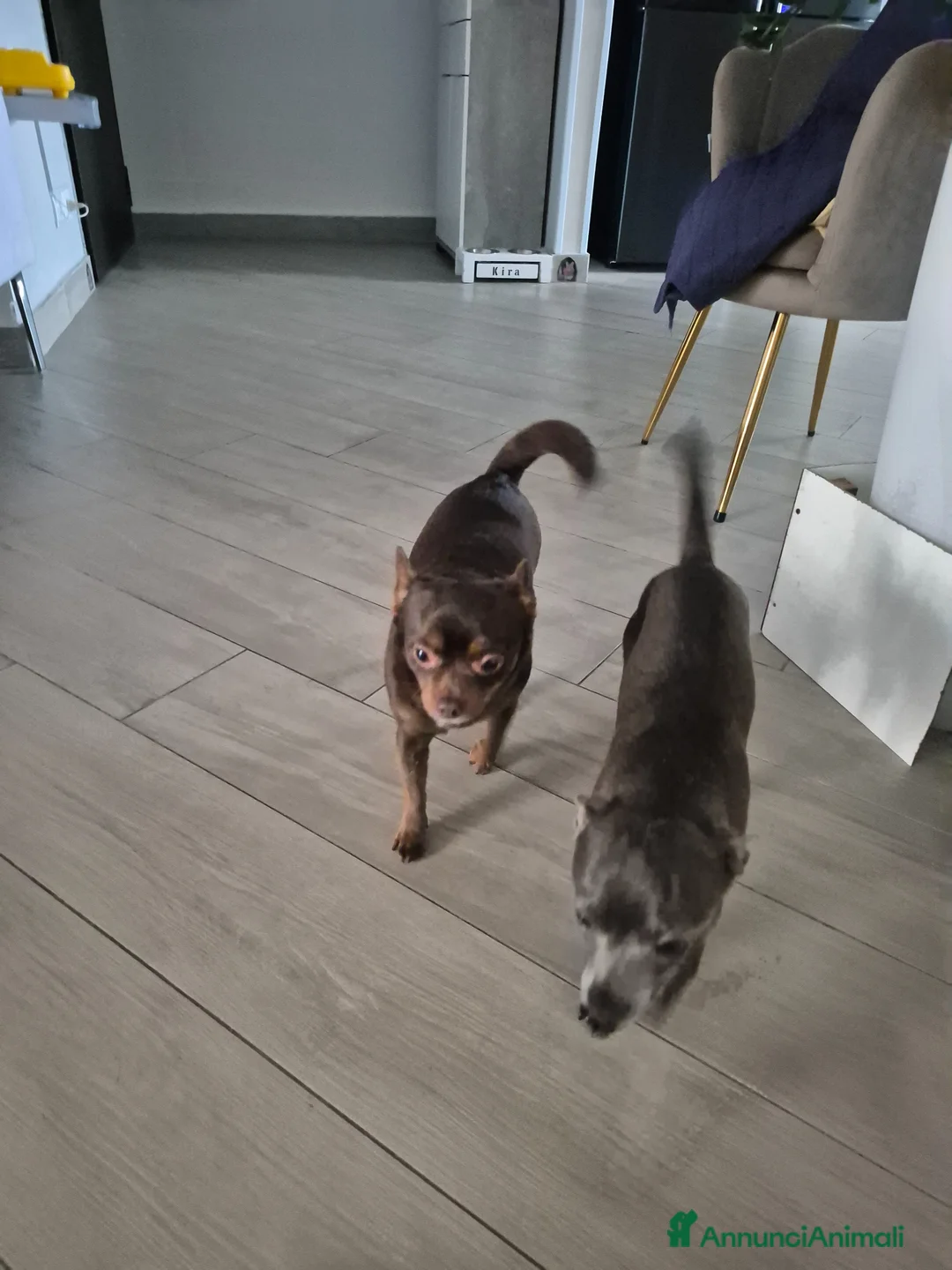 Chihuahua cani in regalo: Cedo  a Città metropolitana di Reggio Calabria - Annuncio 2