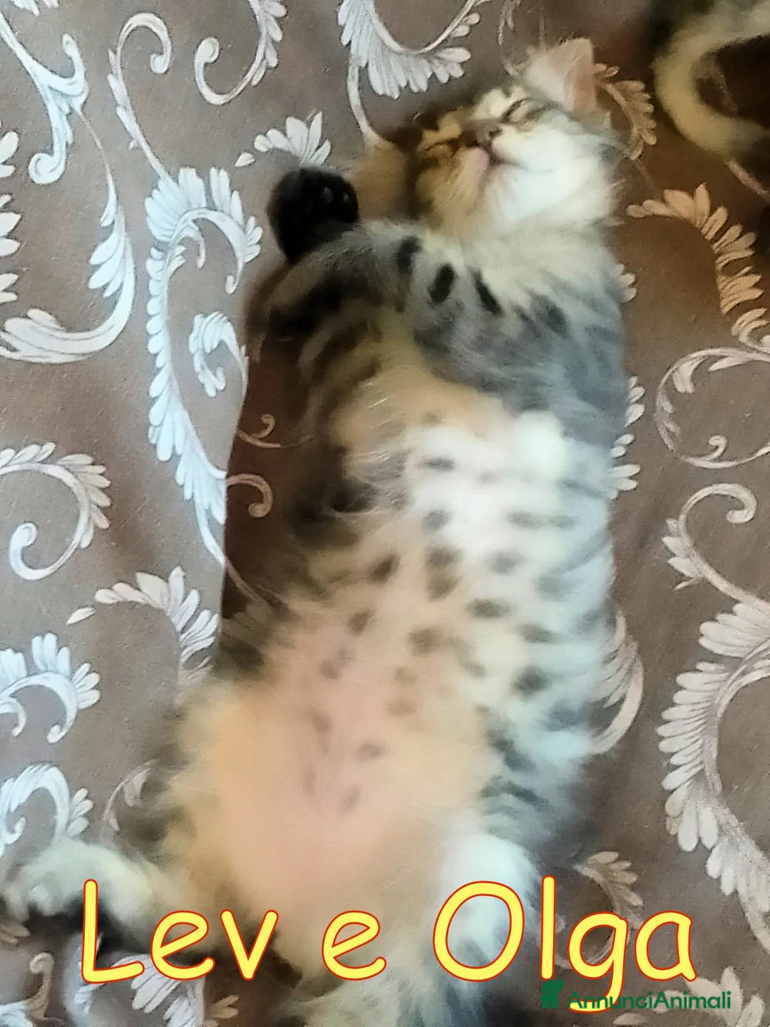 Europeo gatti in regalo: Vi presentiamo #Lev e #Olga. - Annuncio 8