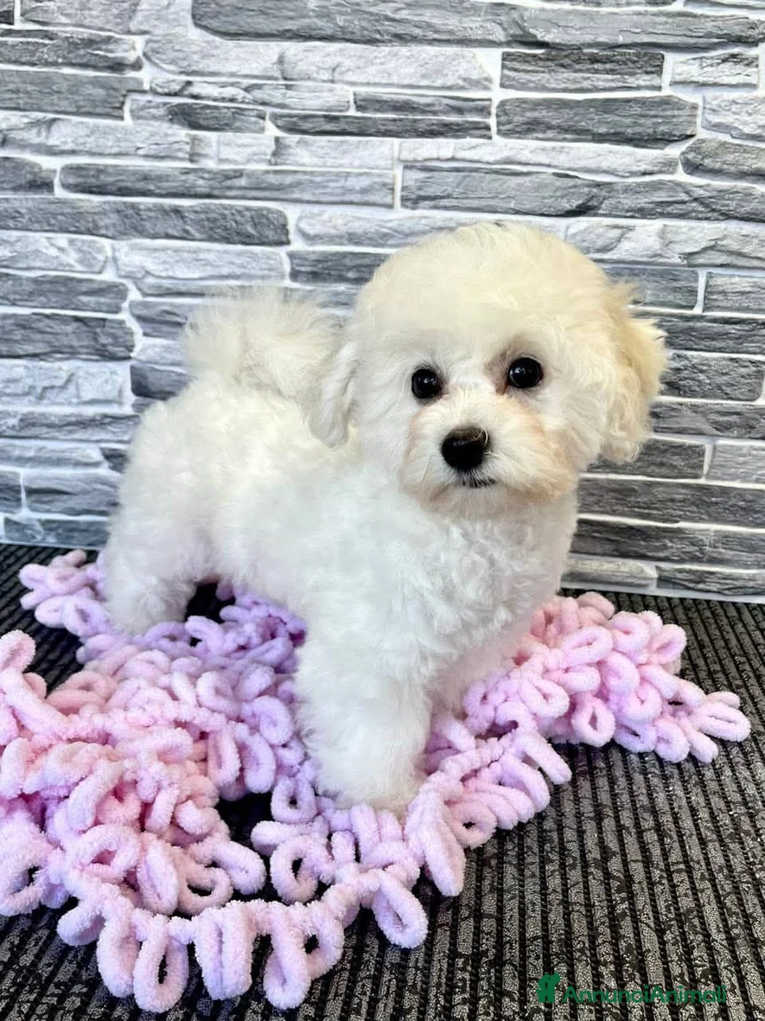 Bichon cani in vendita: Cuccioli di Bichon Frisé cercano la loro famiglia - Annuncio 2