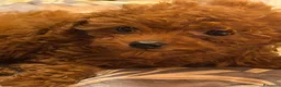 Barbone cani in vendita: Cuccioli barbone toy color fulvo - Annuncio 2